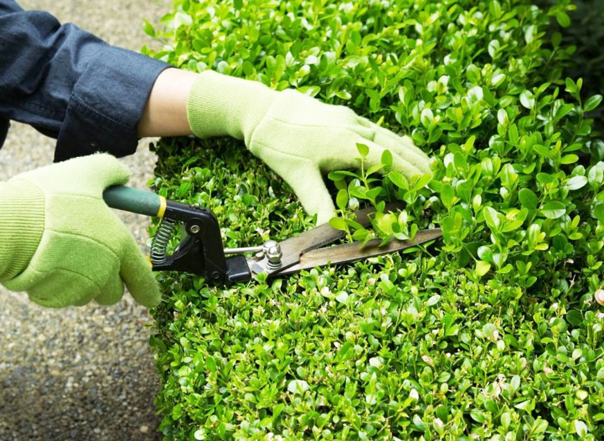 Chăm sóc cảnh quan