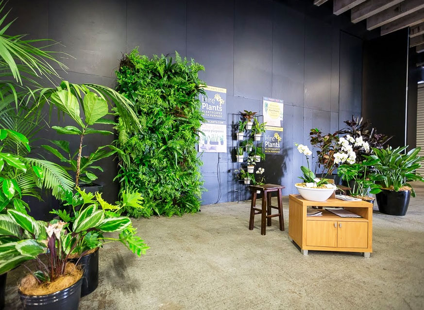 Cho thuê cây cảnh