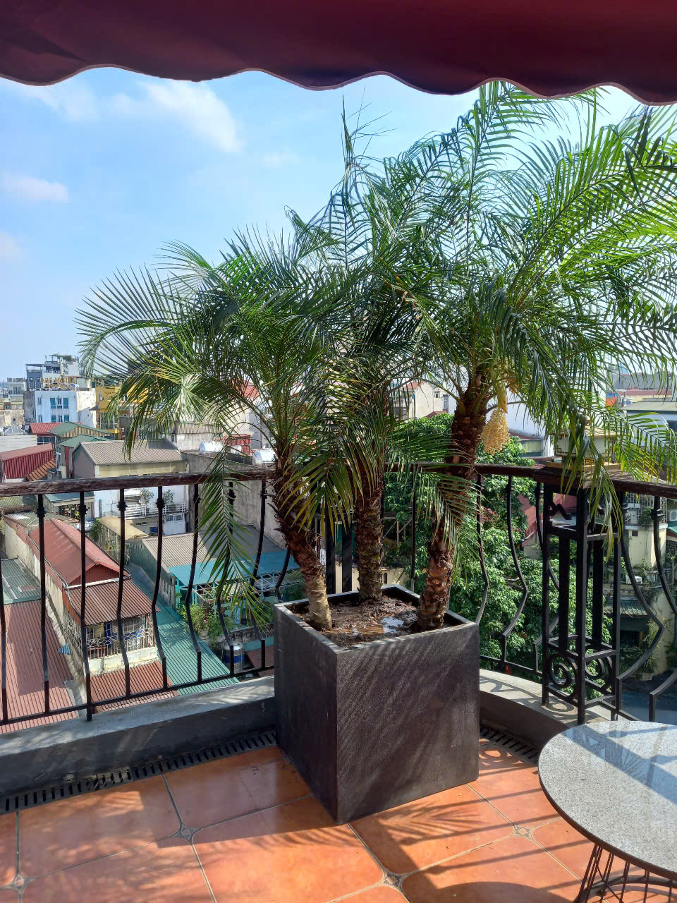 CÂY XANH KHÁCH SẠN MK PREMIER BOUTIQUE HOTEL