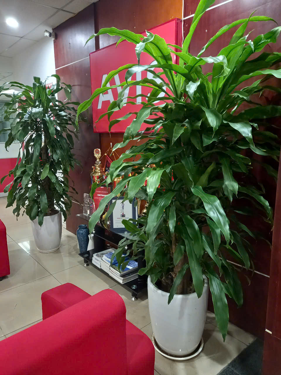 CÂY XANH VĂN PHÒNG AN HOÀ PHÁT