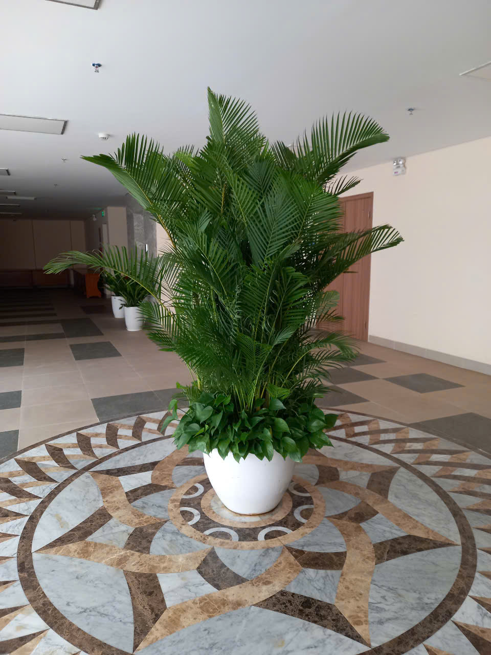 CÂY XANH VĂN PHÒNG HỘI PHỤ NỮ VIỆT NAM