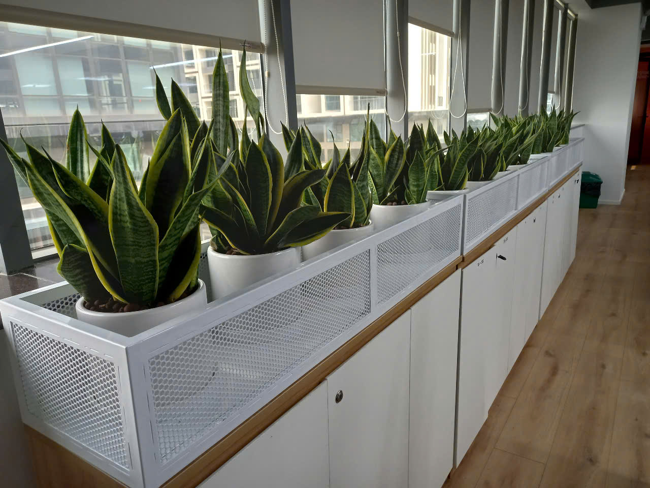 CÂY XANH VĂN PHÒNG ESOFT