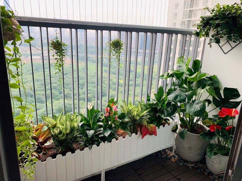 Bí quyết bố trí ban công: 5 loại cây trồng không chỉ đẹp mà còn giúp gia đình khỏe mạnh