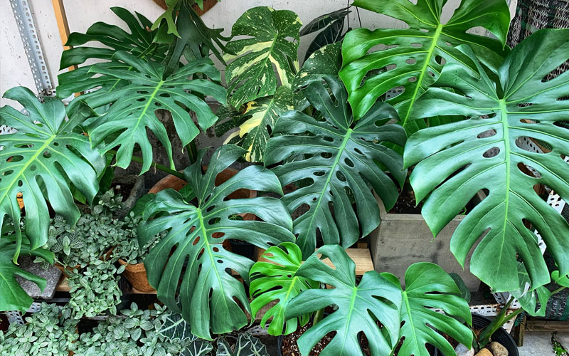 Khám phá Trầu Bà Monstera: Biểu tượng của rừng xanh nhiệt đới trong ngôi nhà của bạn