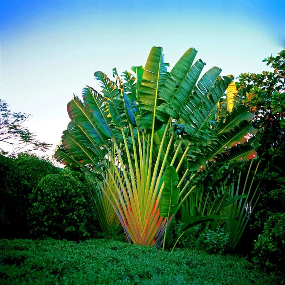 Cây chuối rẻ quạt: “quạt may mắn khổng lồ” hút tài lộc, đưa thiên đường nhiệt đới vào ngôi nhà bạn