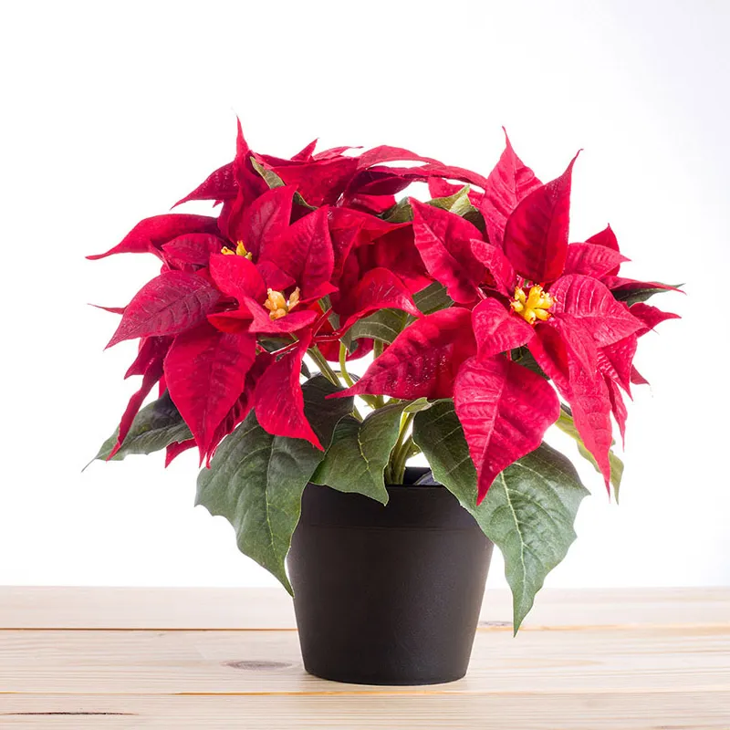 Top 3 Cây Cảnh May Mắn Nên Trồng Ngay Dịp Tết Để Rước Tài Lộc, Xua Đuổi Vận Rủi