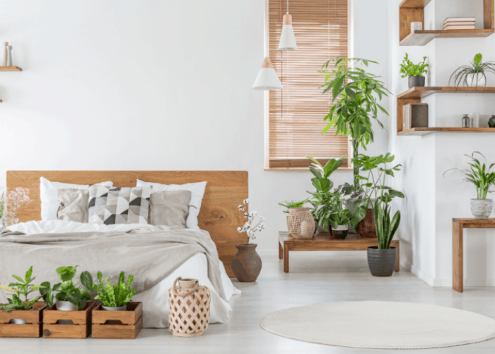 Giải Mã Bí Mật Giấc Ngủ Sâu: Khám Phá Cây Xanh "Thần Dược" Cho Phòng Ngủ