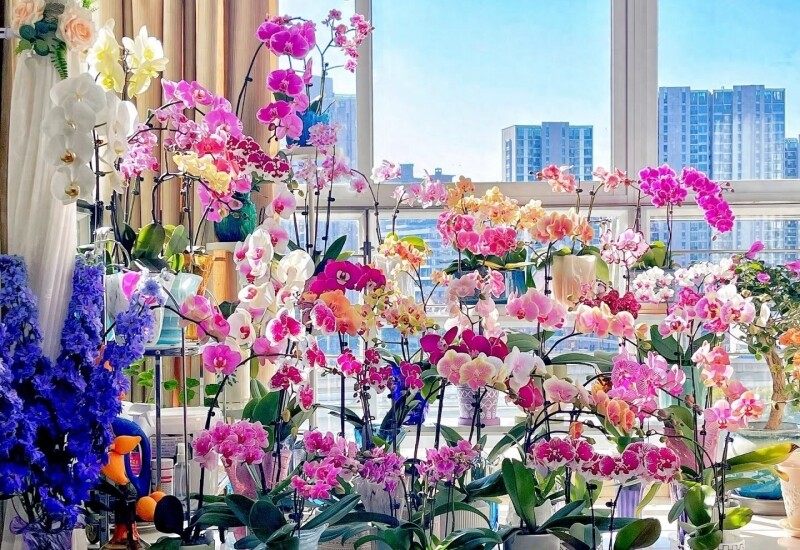 Top 10 Loại Hoa Tết "Rước Tài Đón Lộc" Cho Năm 2026 May Mắn Hanh Thông