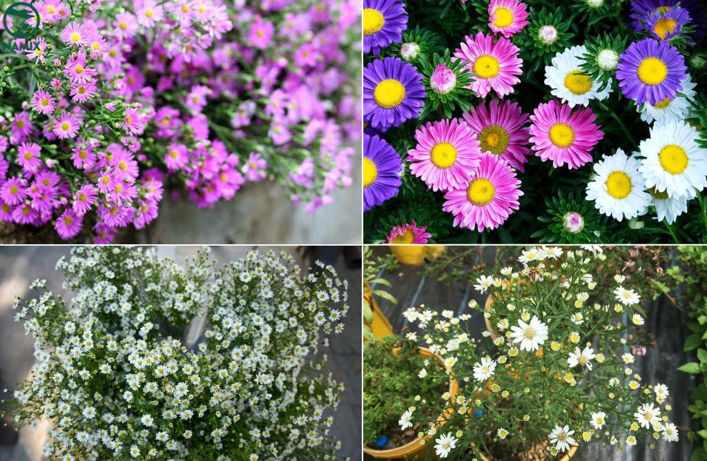 Xu Hướng Trồng Hoa Nhỏ Trong Nhà Phố Và Căn Hộ Cao Cấp: Tại Sao Lại "Gây Sốt"?