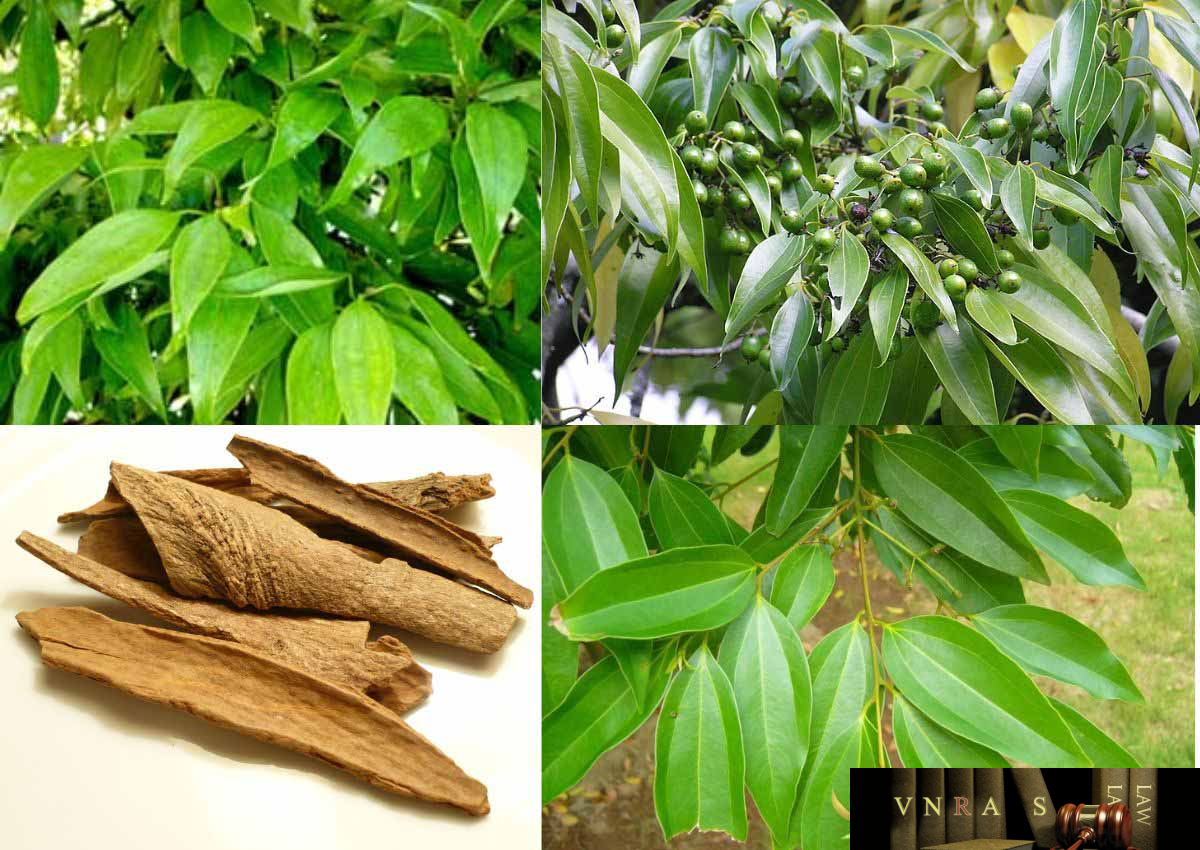 Cây Quế: Bí Quyết Đón Tài Lộc, May Mắn Và Thanh Lọc Không Gian Sống