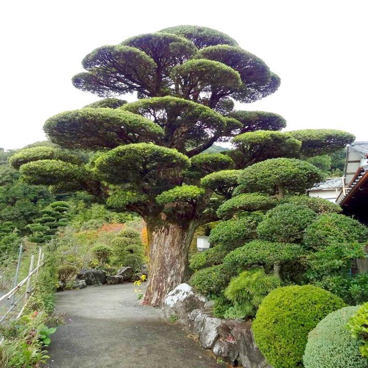 2 Cây Cảnh "Trấn Gia Bảo" Giúp Gia Chủ Tích Lũy Của Cải Và Xua Đuổi Vận Xui