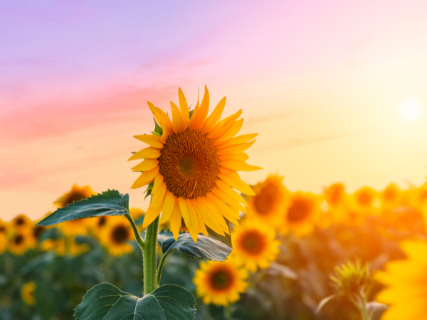 Hoa Hướng Dương Trong Phong Thủy: Bí Quyết Thu Hút Tài Lộc Và Năng Lượng Tích Cực Cho Gia Chủ