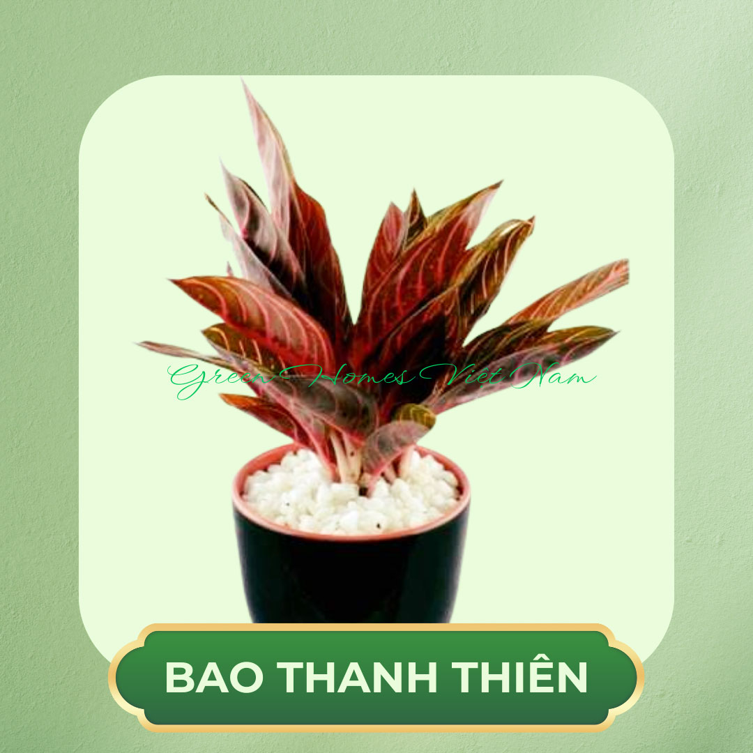 Cây Bao Thanh Thiên