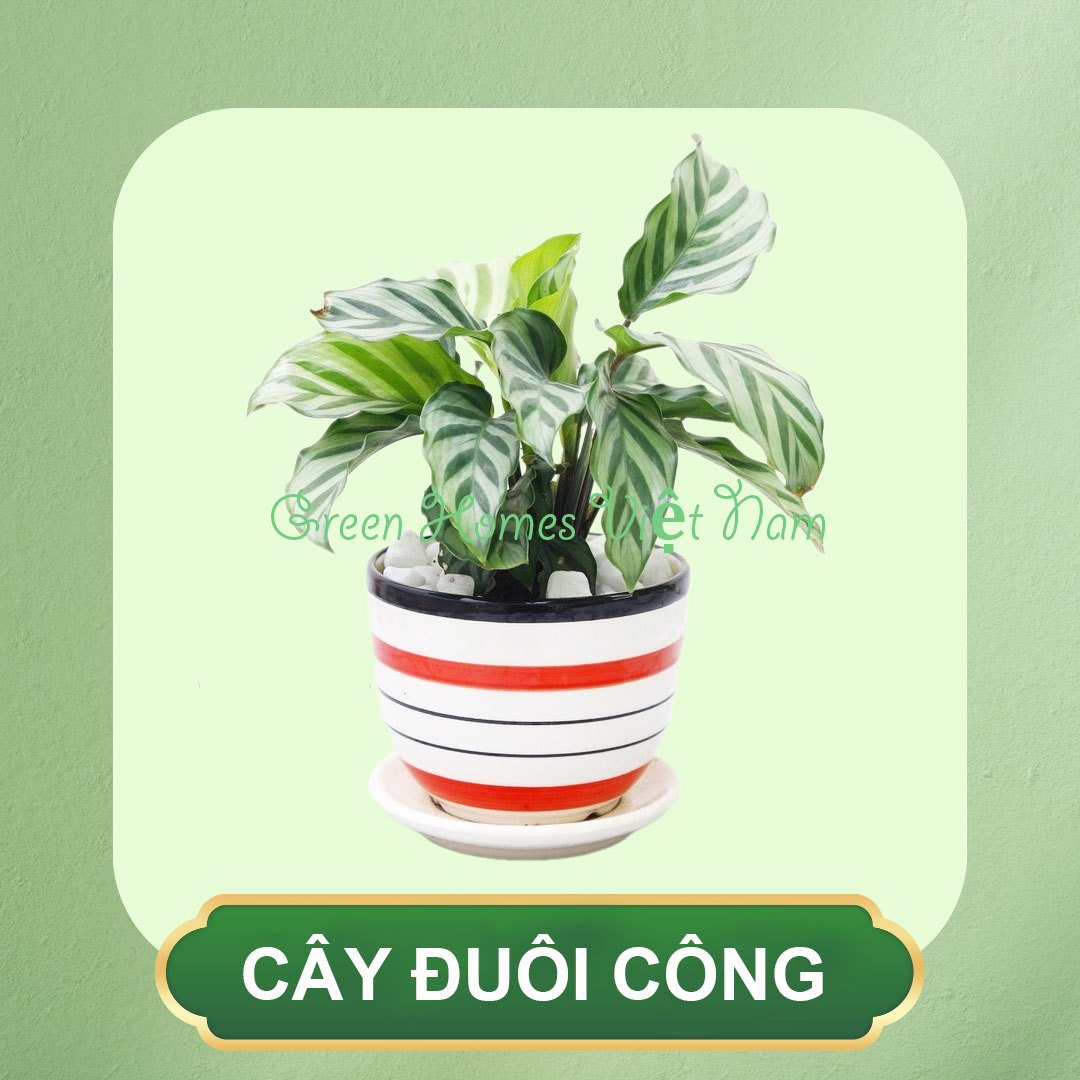 Cây Đuôi Công Để Bàn