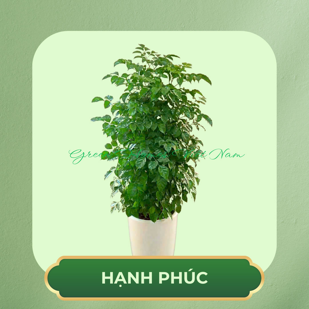 Cây Hạnh Phúc