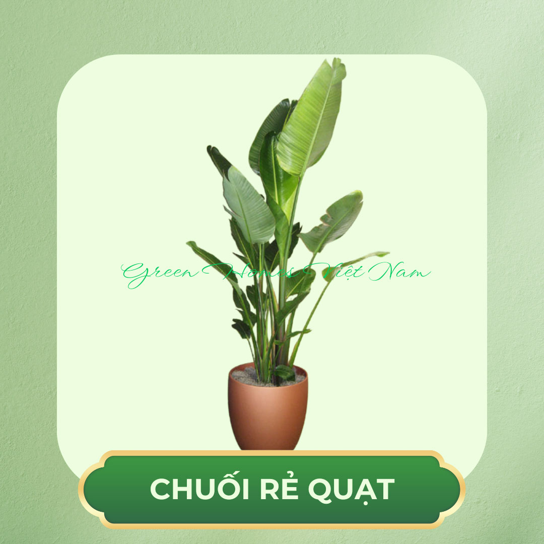 Cây Chuối Rẻ Quạt