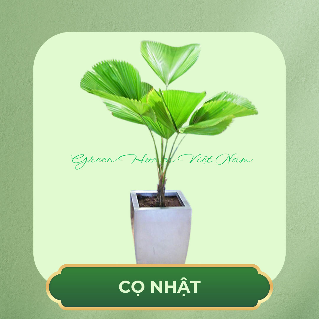 Cây Kè Nhật, Cọ Nhật