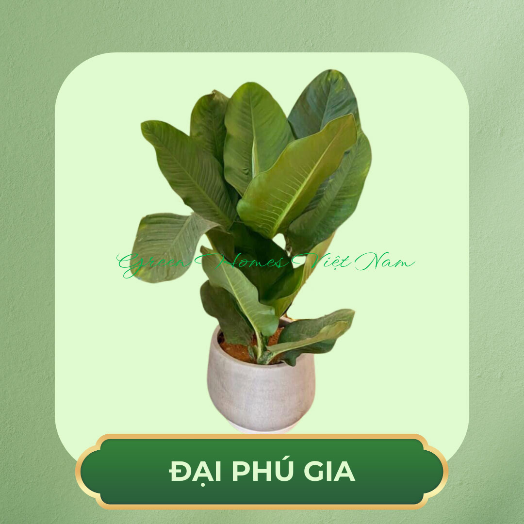 Cây Đại Phú Gia