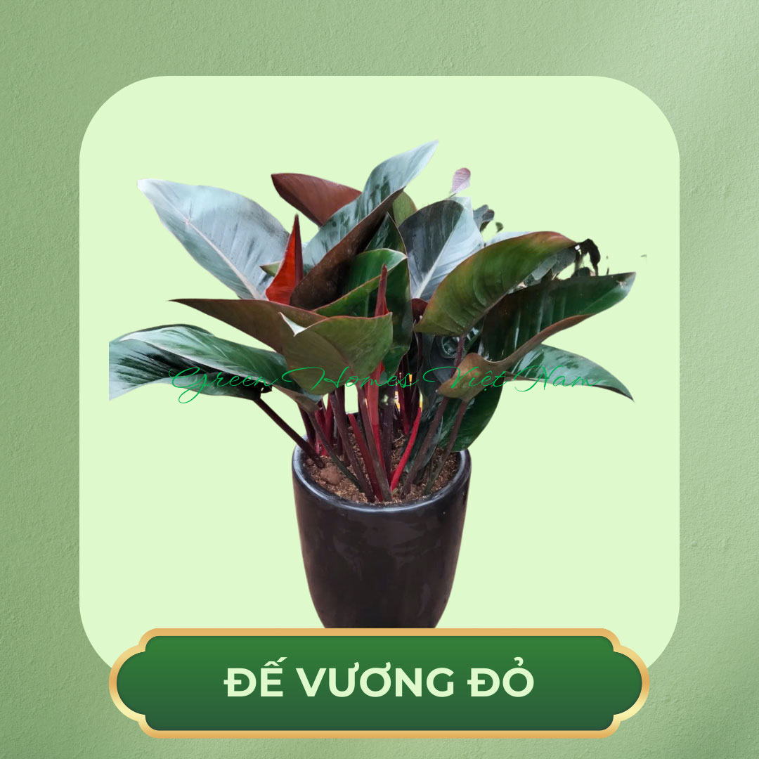 Cây Đế Vương Đỏ