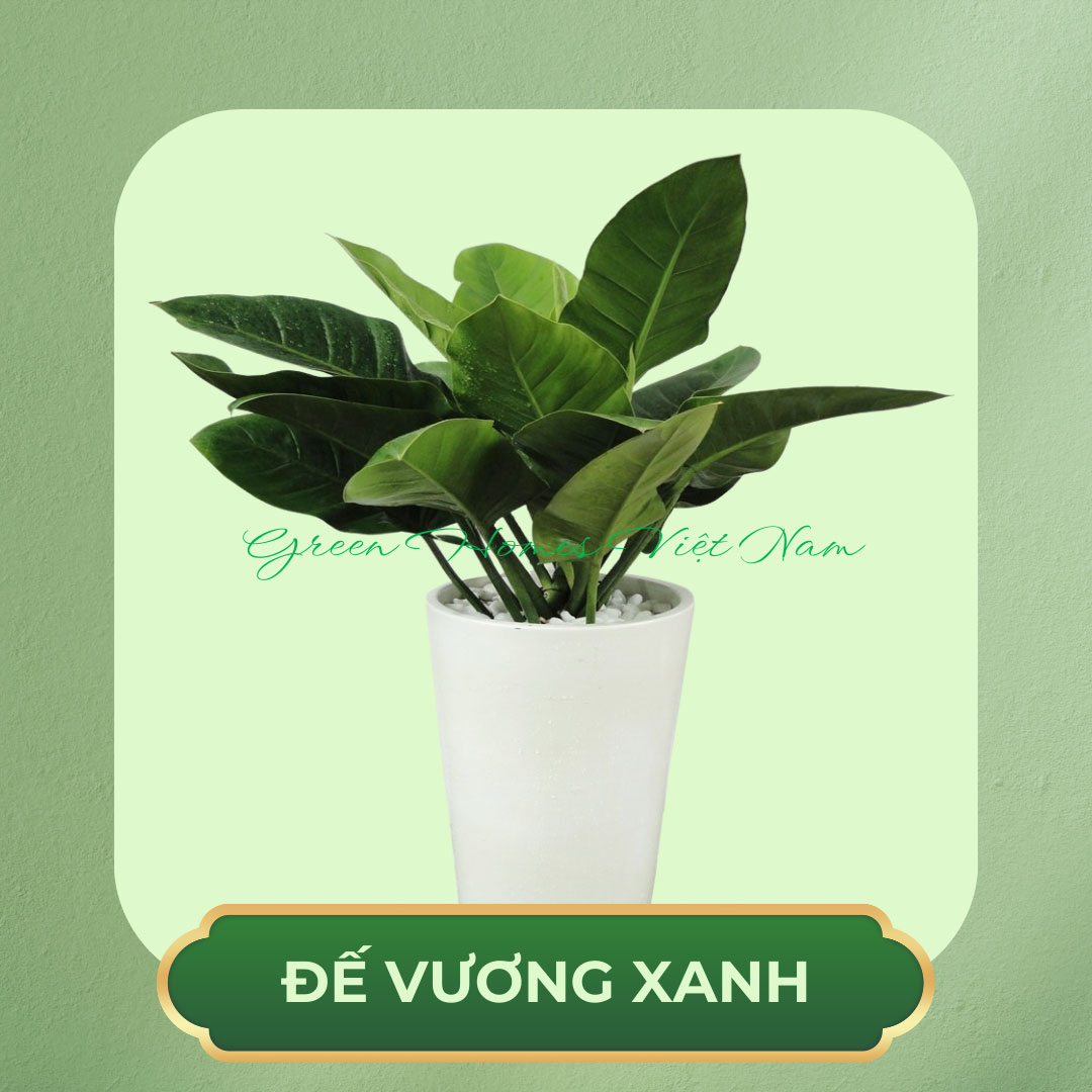 Cây Đế Vương Xanh