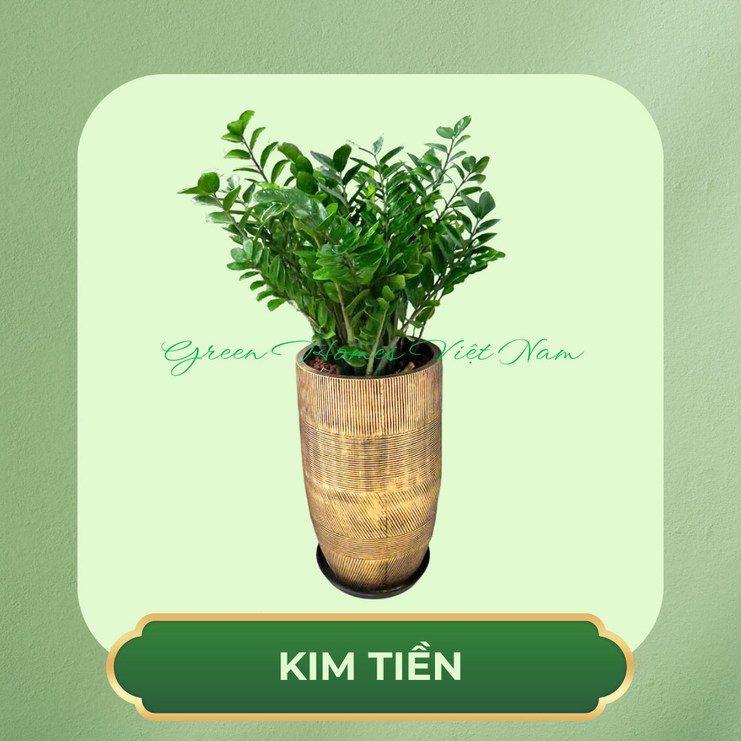 Cây Kim Tiền