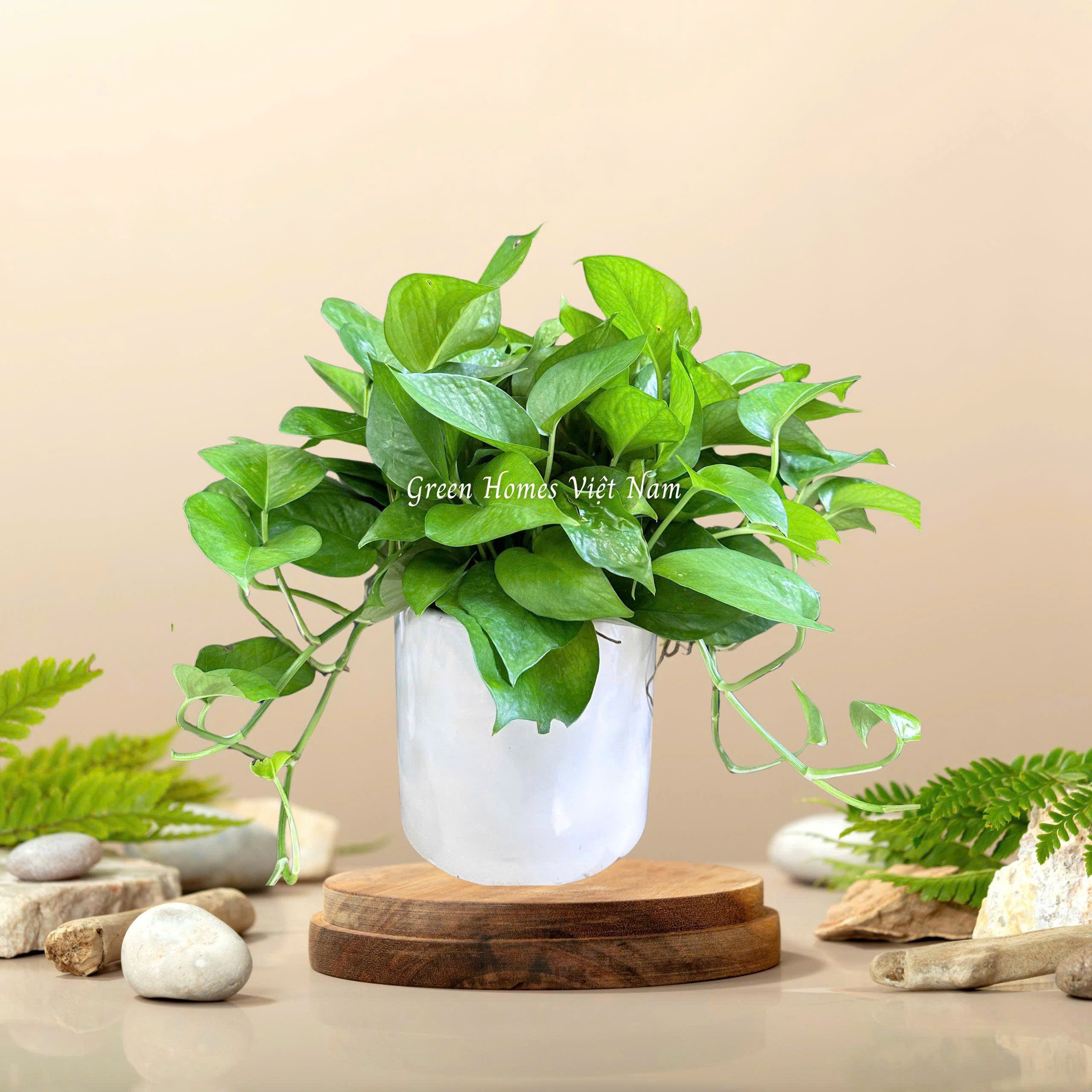 Vạn Niên Thanh Bò