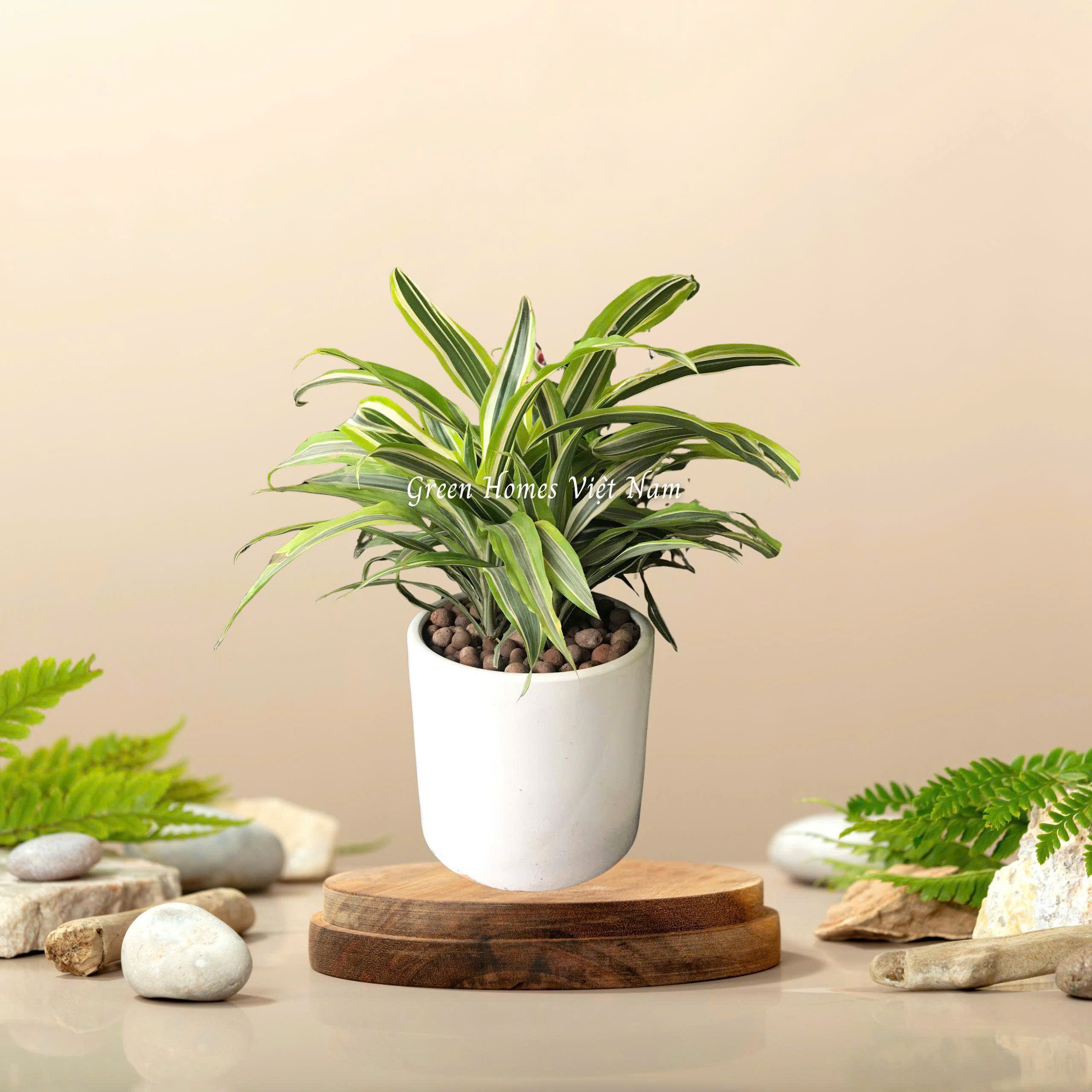 Cây Đại Tứ Lan