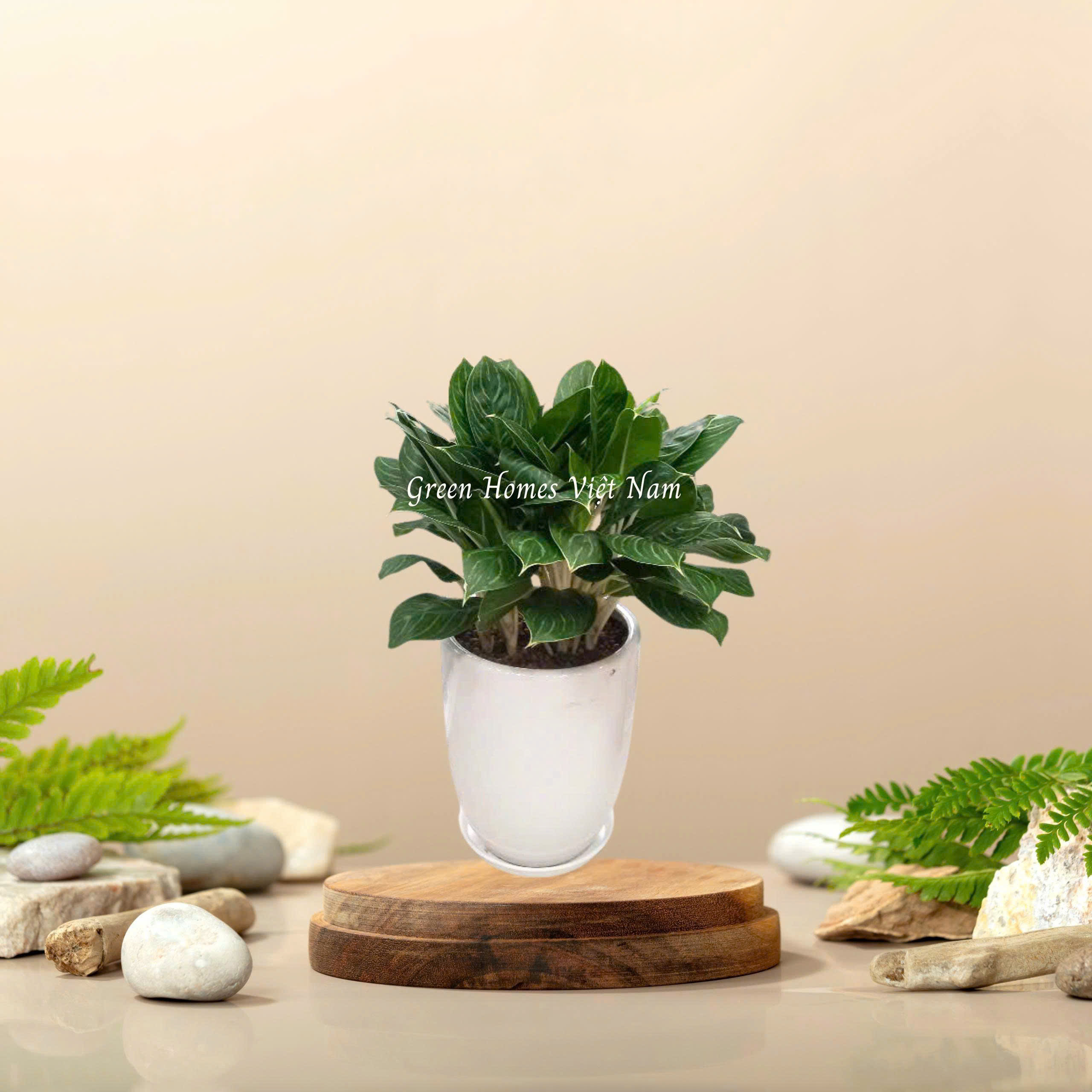 Cây Bạch Mã Hoàng Tử