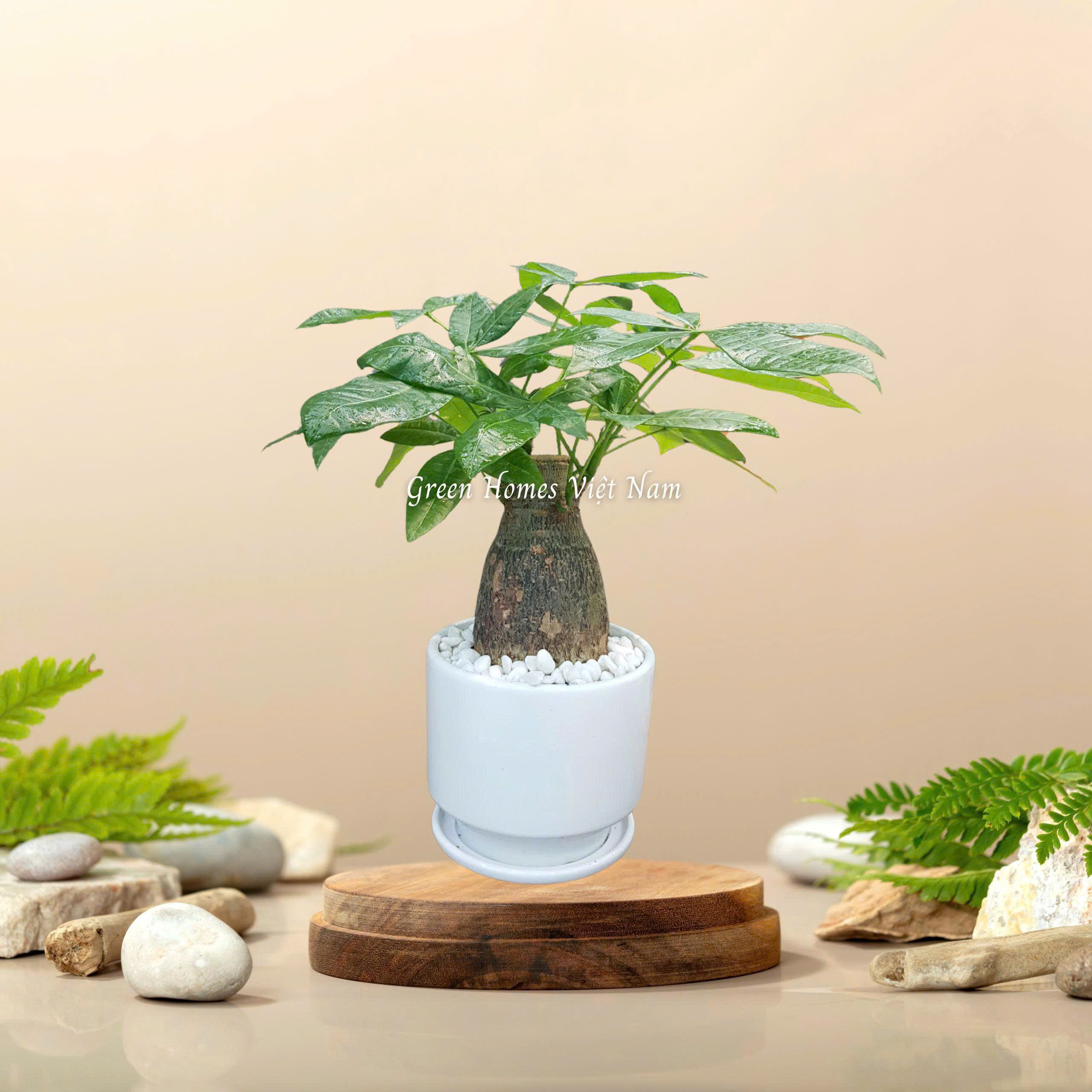 Cây Kim Ngân Để Bàn